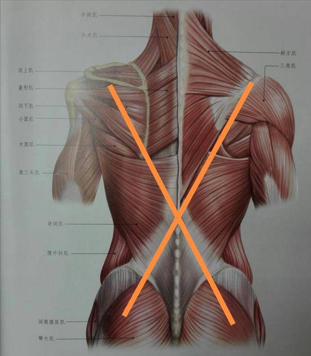 背部盲区:胸腰筋膜!一个动作,松解它试试
