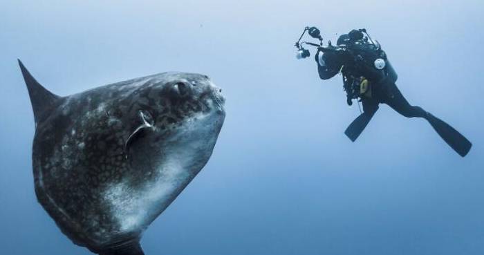 翻车鱼怎么吃食物 a1dac266588543719c567695363ddfb2.jpeg