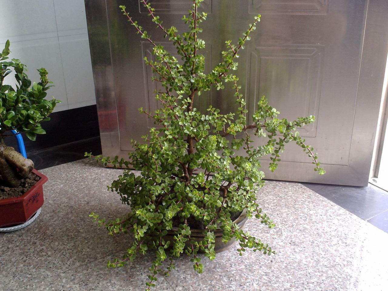 金枝玉叶常见的3种造型,照着养 颜值 翻倍,身价翻数倍