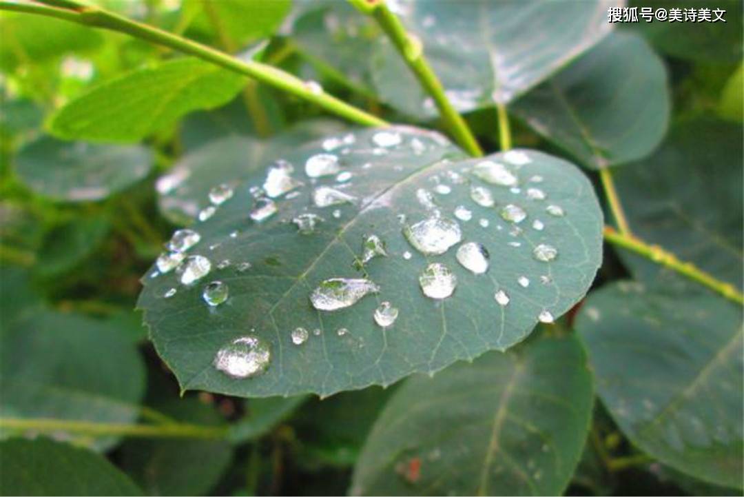 原创杨万里这首《听雨》充满诗意,同时还有着淡淡的忧伤,写得很有趣