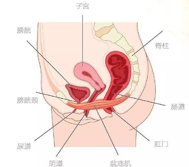 宝宝会通过产道导致膀胱,子宫等组织的肌膜受损,从而失去弹性,最后