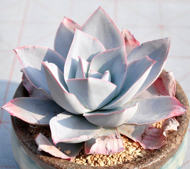 多肉叶插要晒多久 05c3f16c0f784c36a204eecf7823d0d2.jpeg