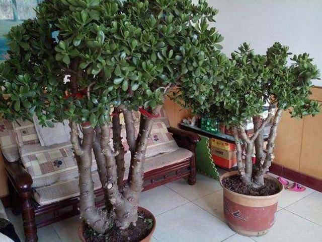 如何快速变老桩 a5b68d28bad34cc6ab4205d11acd5998.jpeg