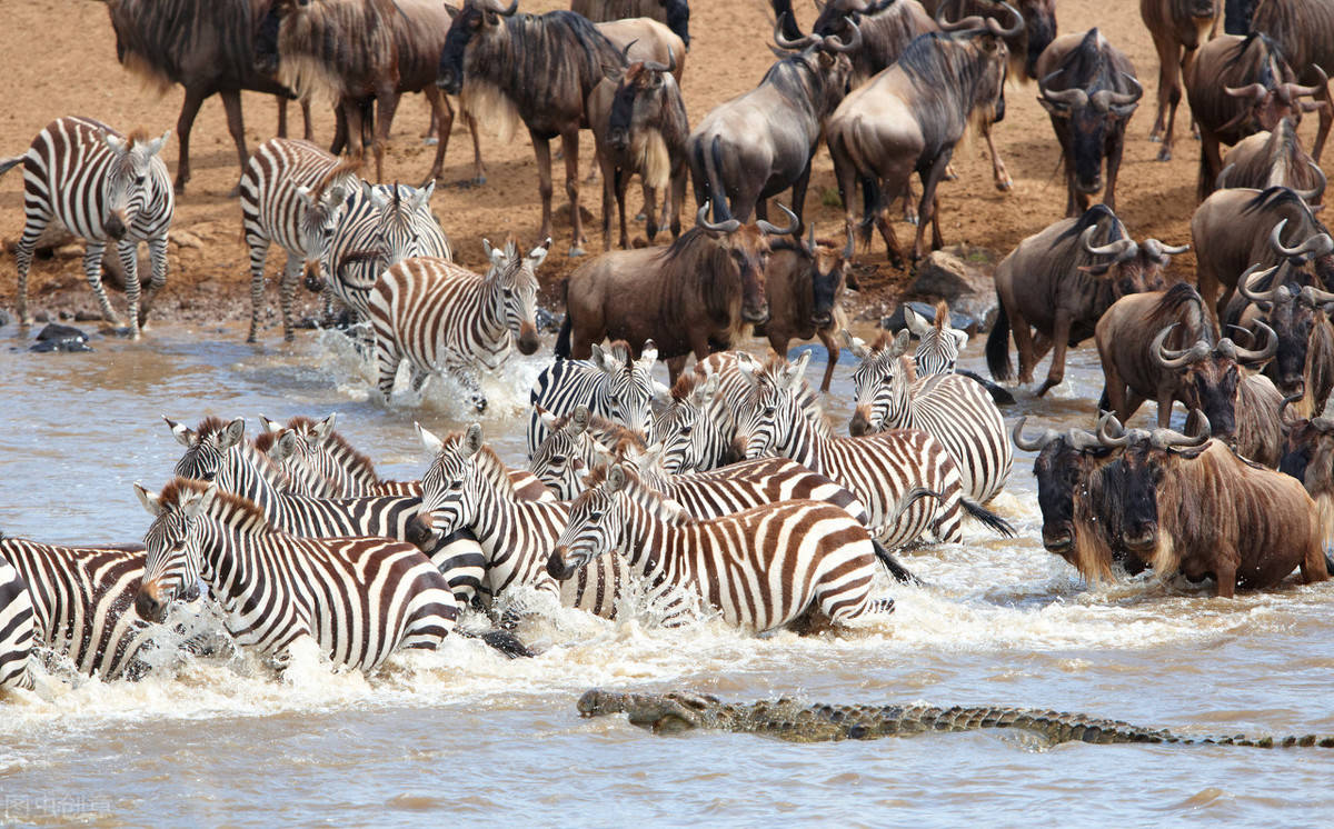 东非动物大迁徙 史诗般的生命旅程 地球上最动人的故事