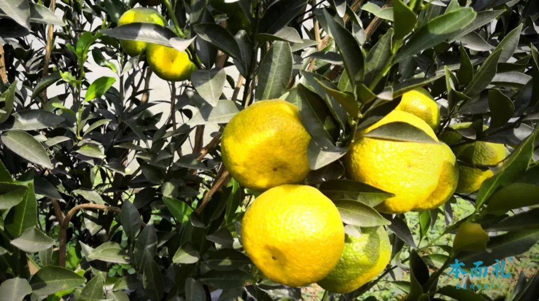 含量|为什么说中国最好的陈皮在江门新会？这次有答案了！