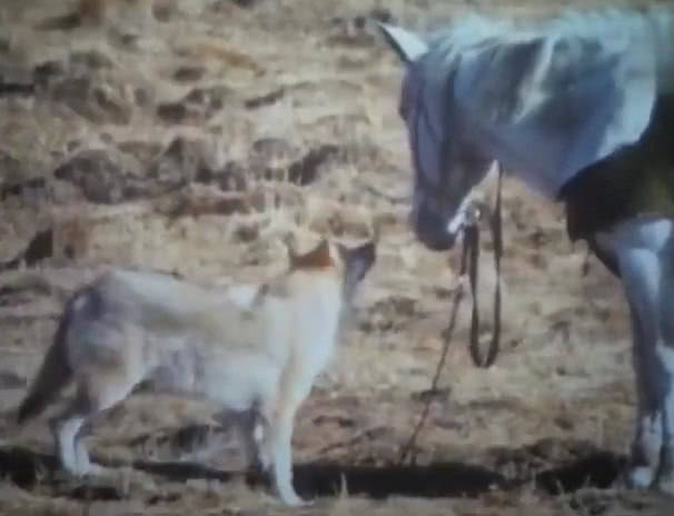 野外扭伤脚走不了路,收养的狼竟跑了,不一会带回匹马 给你骑