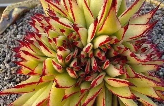 多肉叶插什么温度合适 69bc58d38d00425aa1ed8714d51eab35.jpeg