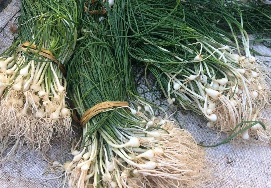 原创这菜很多人吃过但是叫不出名字小洋葱大脑袋