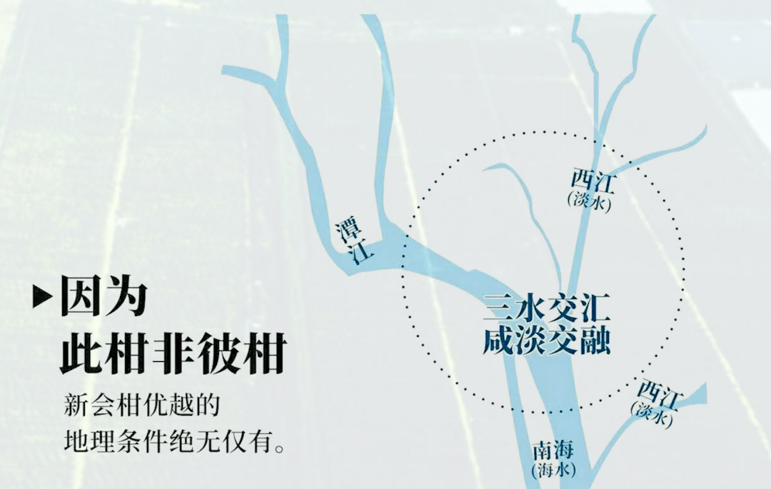 含量|为什么说中国最好的陈皮在江门新会？这次有答案了！