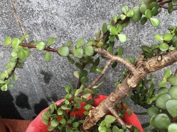 ad66b1be608040019e6d4dd5210375a2.jpeg