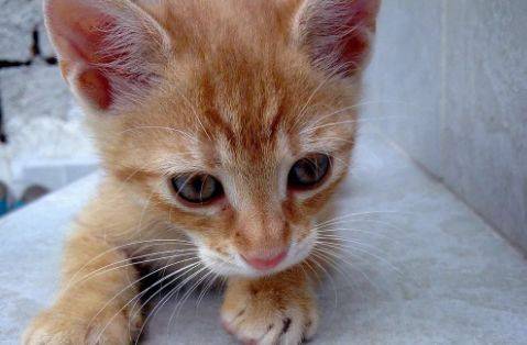 我们为什么不能虐待动物？