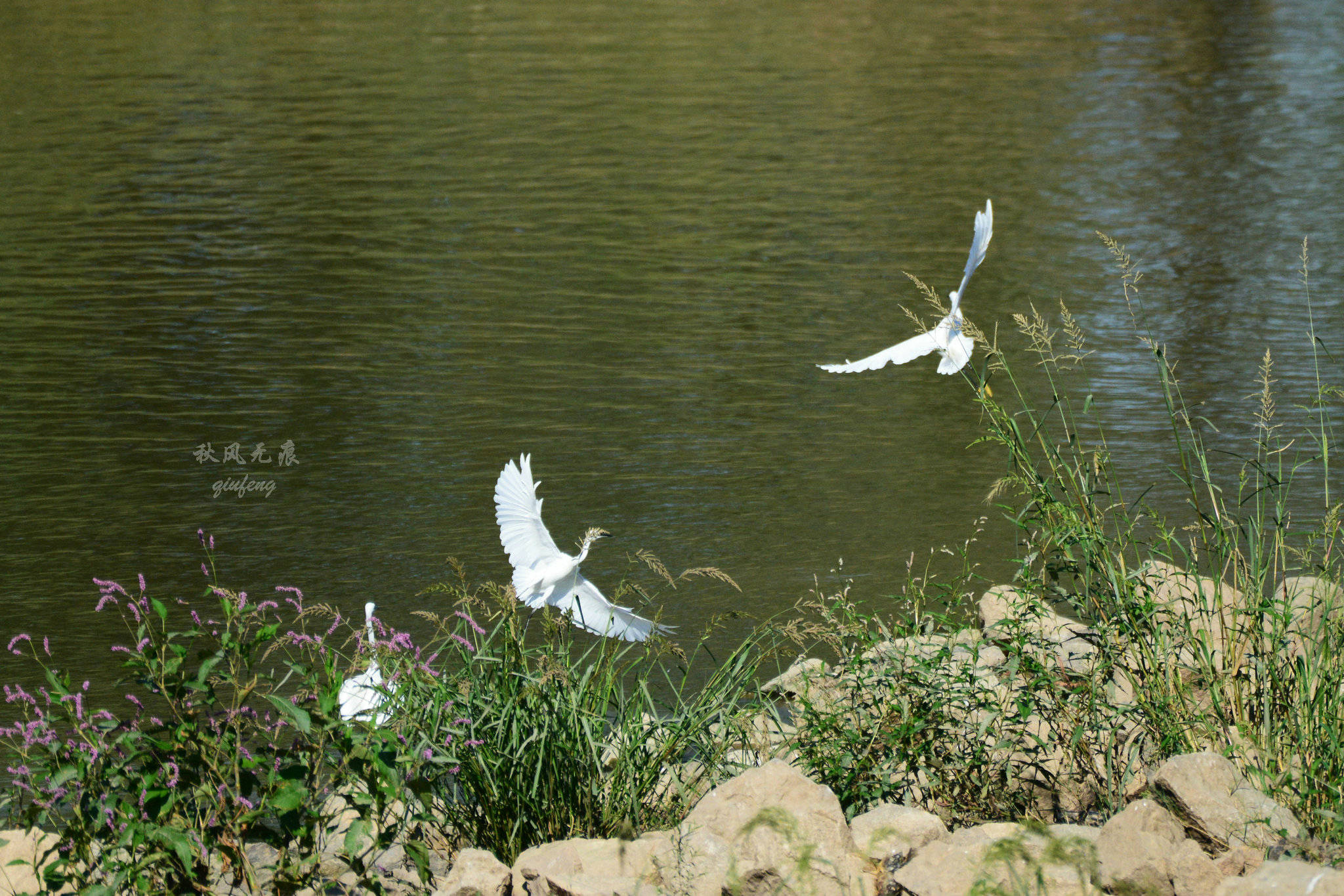 浐灞(|西安蓝里的浐灞，鹭鸶嬉戏，花草灿阳，留下湿地美幻时光