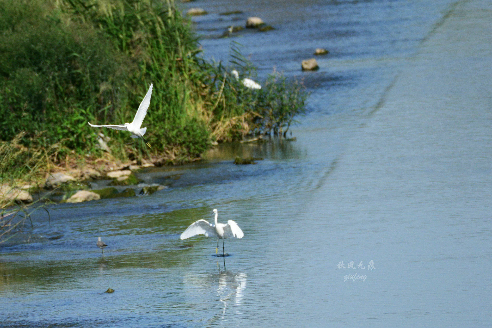 浐灞(|西安蓝里的浐灞，鹭鸶嬉戏，花草灿阳，留下湿地美幻时光