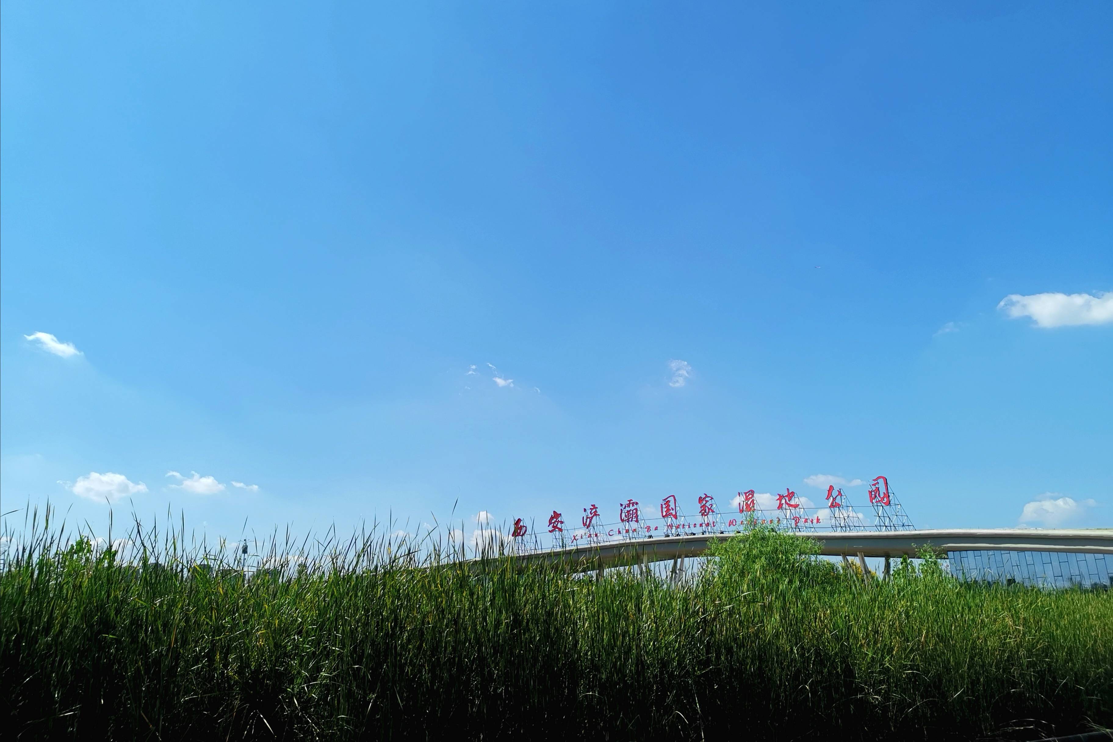 浐灞(|西安蓝里的浐灞，鹭鸶嬉戏，花草灿阳，留下湿地美幻时光