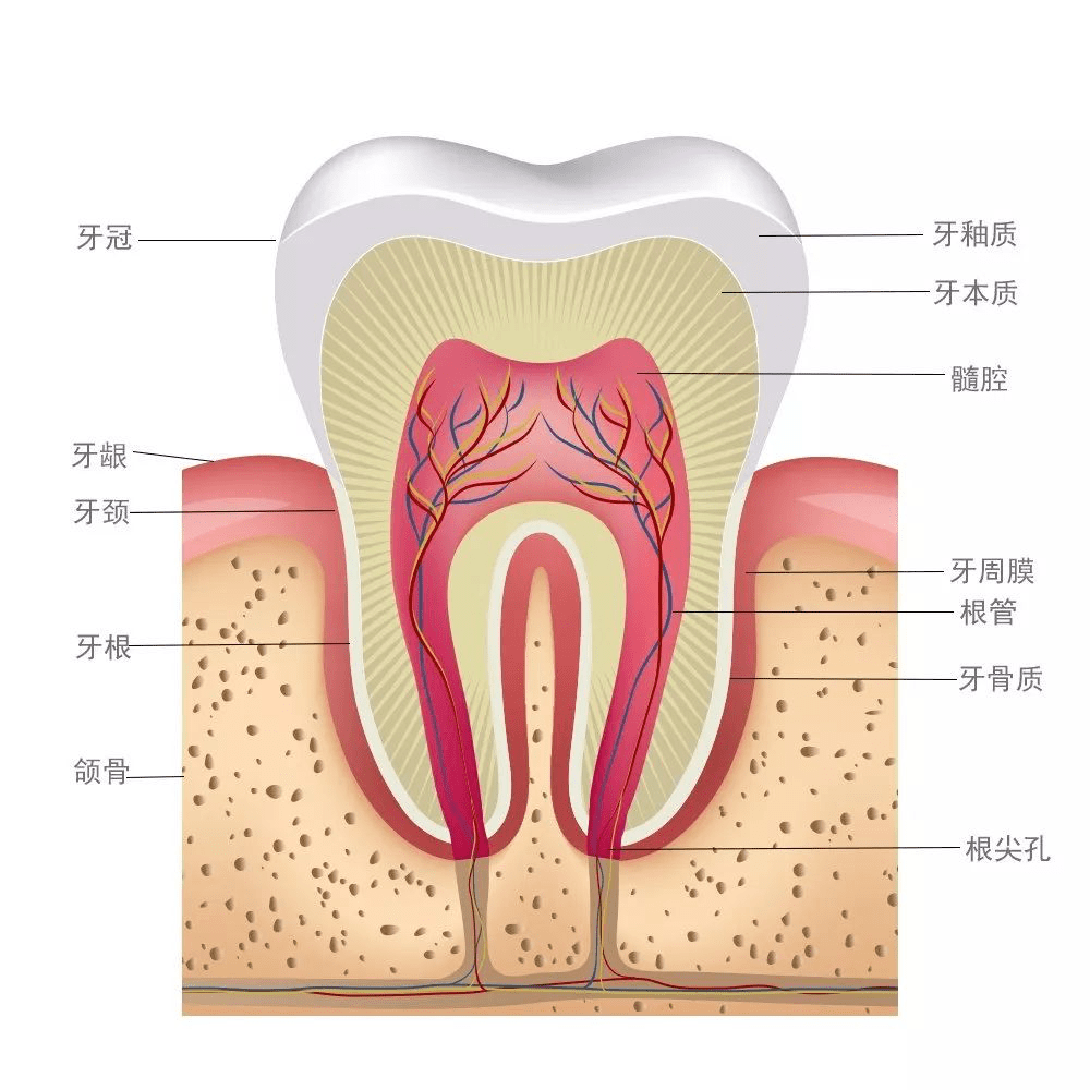 大连齿医生口腔牙齿怕冷怕热怕酸你可能得了牙齿敏感症