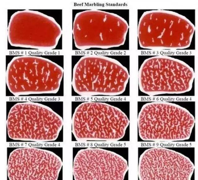 马牛|为什么神户牛肉这么好吃？