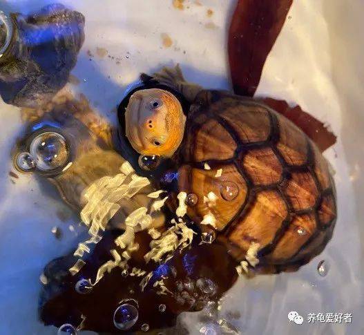 寓意|会让你爱上它吗？红面蛋的“鸿运当头”