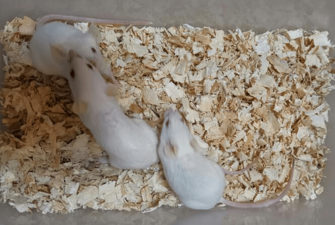 肝功能衰竭lf小鼠模型的建模方法