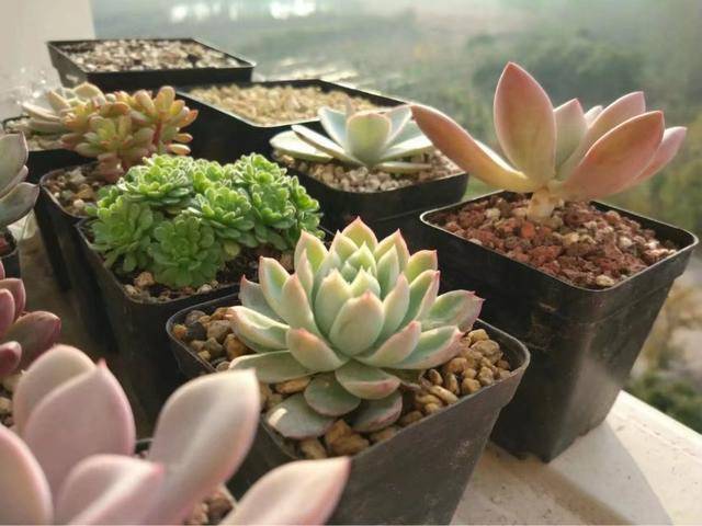多肉如何生长 697a1e5bc377497bae562e77b985a815.jpeg