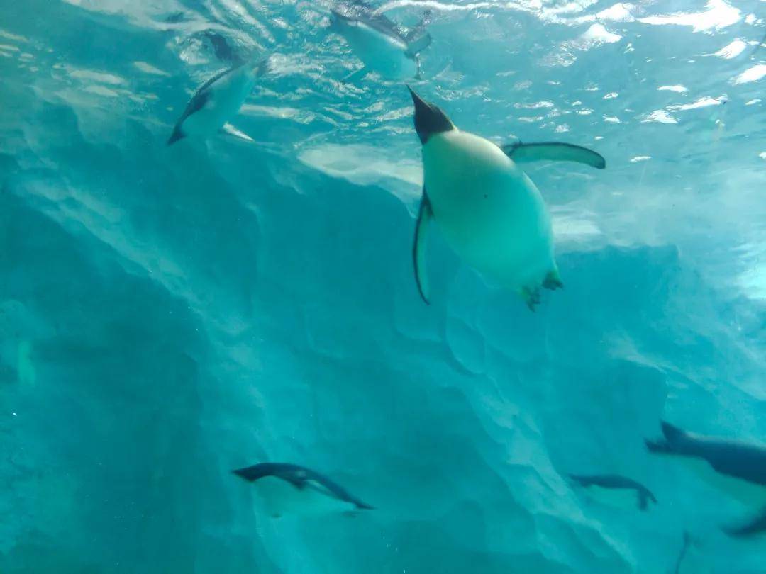 Pro|vivo X50 Pro测试：765G换来微云台，值得一买吗？