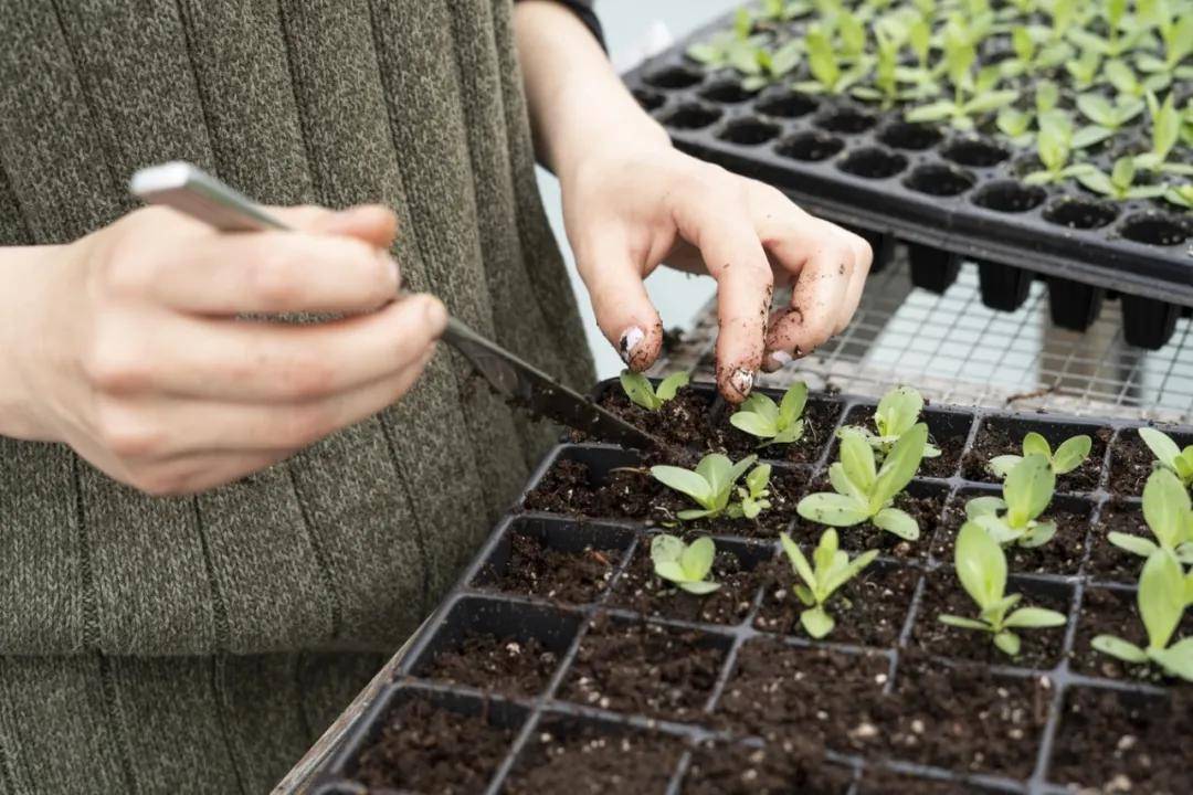 you-have-green-fingers-almost