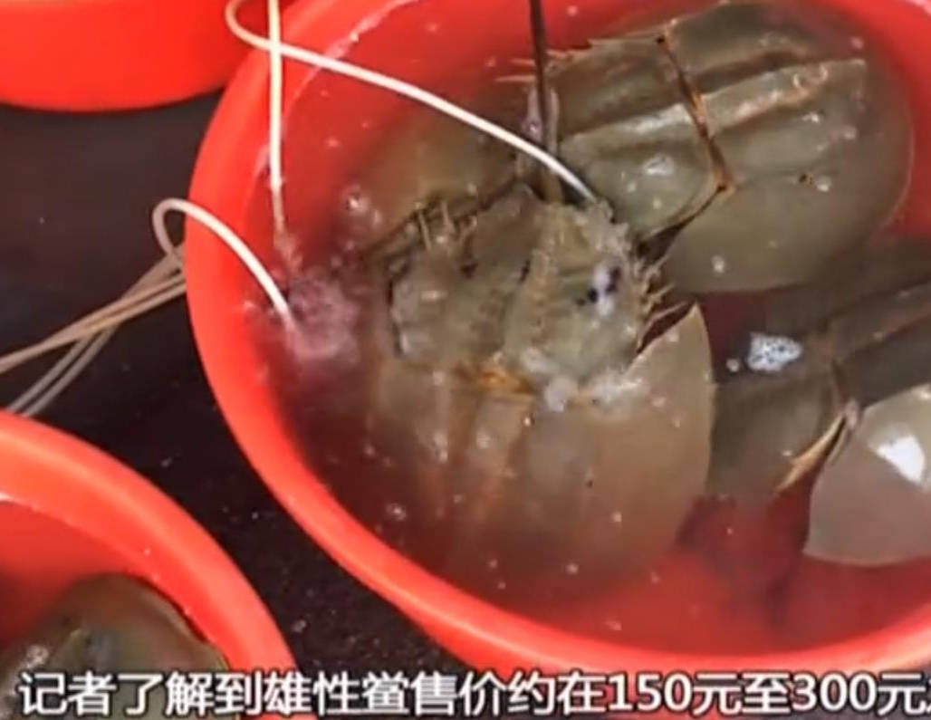 保护动物但在广东这个地方则明码标价销售成了餐桌的主打菜品