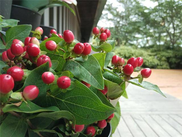 华为|华为畅享 20 上手：千元 5G 不妥协