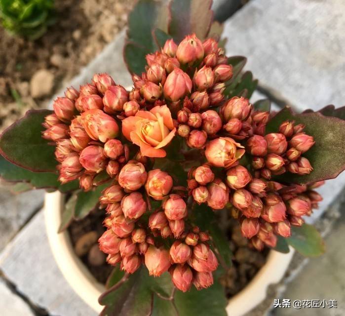 几月份嫁接长寿花好 0dba69c51253490c93618d4fe6929a9f.jpeg