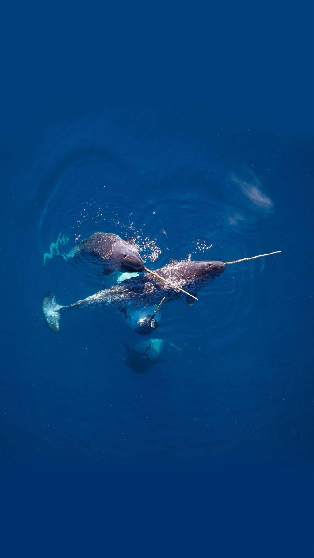 鲸鱼的照片好看 88f41cc9a8124935bda4fd34c4c093c9.jpeg