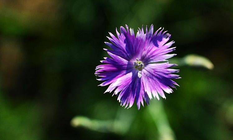 锦花什么月成语_草什么花什么成语(2)