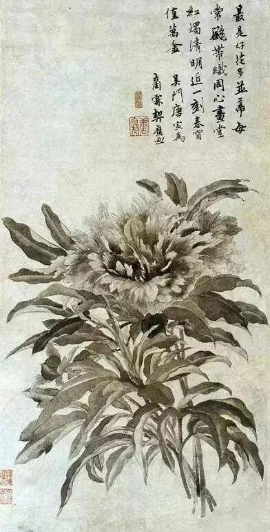 国花|牡丹为什么被奉为“国花”，它有哪些与众不同的优势
