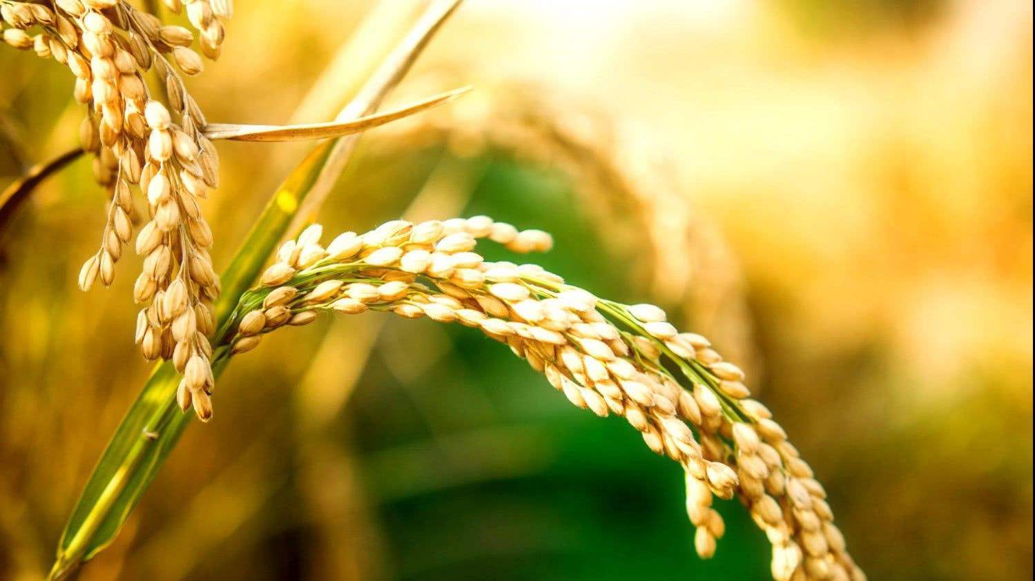 什么时候开始有露水 a8965fc06dd442cd8eb06655b180fe54.jpeg