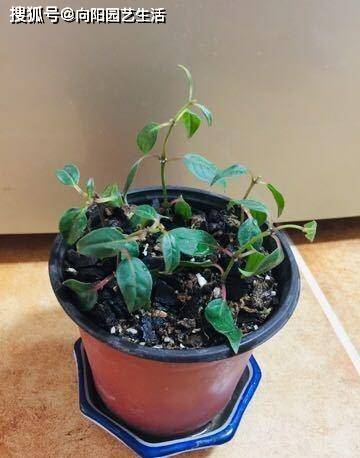 盆栽花肥料烧根怎么补救 2d22f56f4e424265a75eee83fe3100f9.jpeg