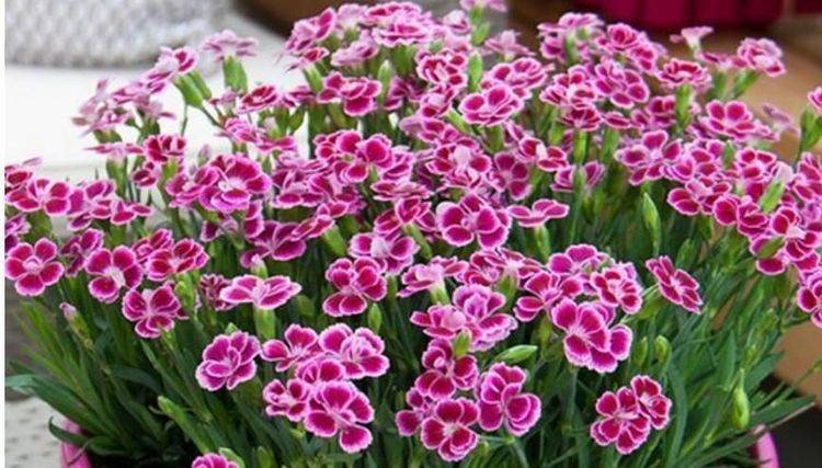 家里种什么花有阳气 a1f23087d23d4db9919e15faf3e9a30e.jpeg