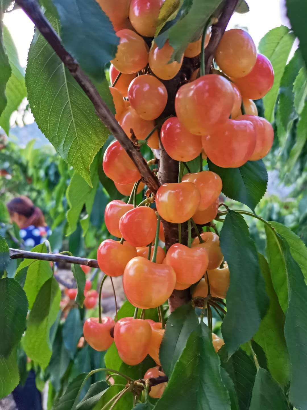 kgb樱桃树品种介绍kgb樱桃树出售价格及参考