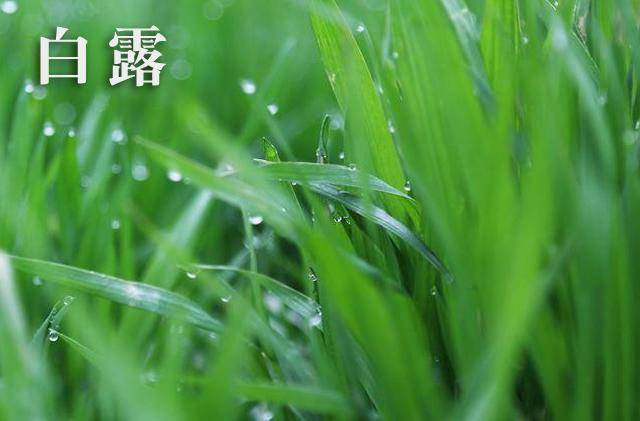 啥是白露葱 60a18f19a70445428adfcb40a576756a.jpeg