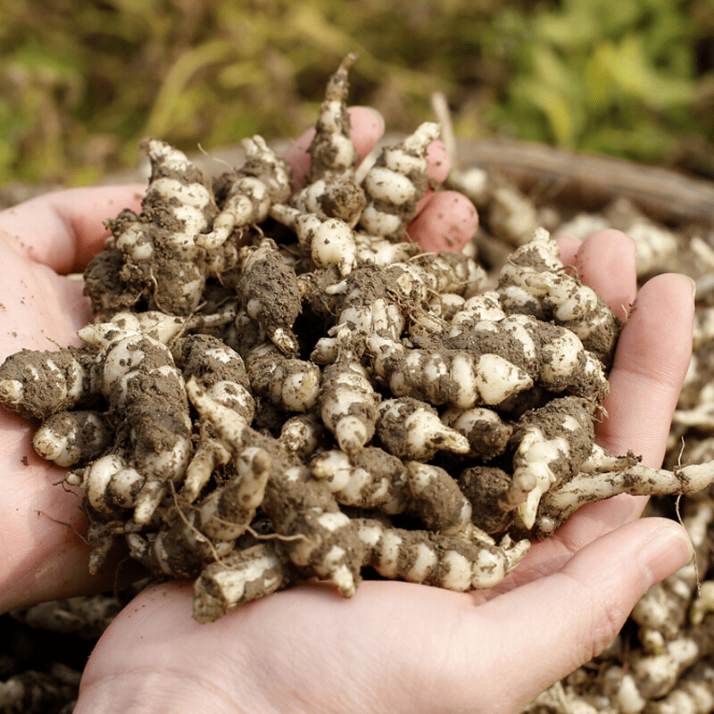 地里一种"蚕宝宝",名叫地环菜,口感清脆超好吃