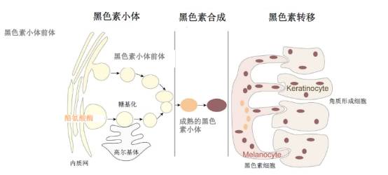 细胞之间,是一种高度分化的细胞,其细胞质内有特殊的细胞器(黑素体)