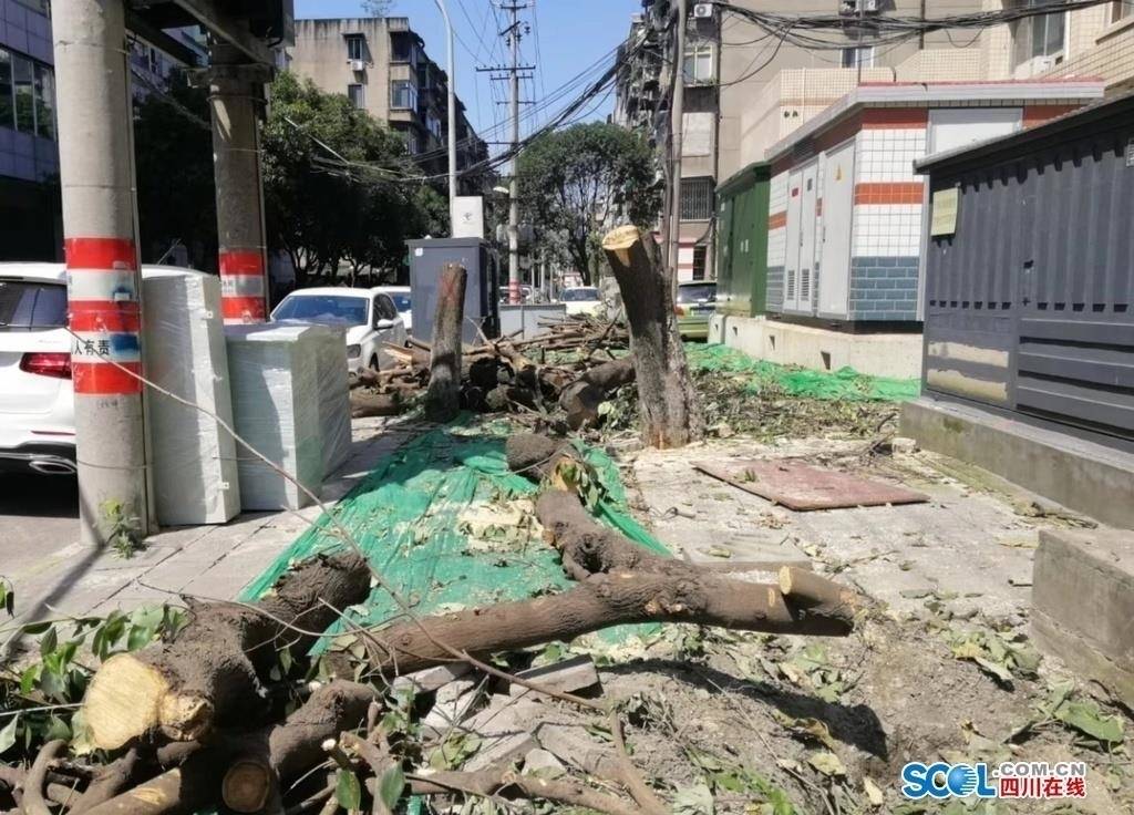 成都街道砍光桂花树，城市升级改造不能如此粗暴