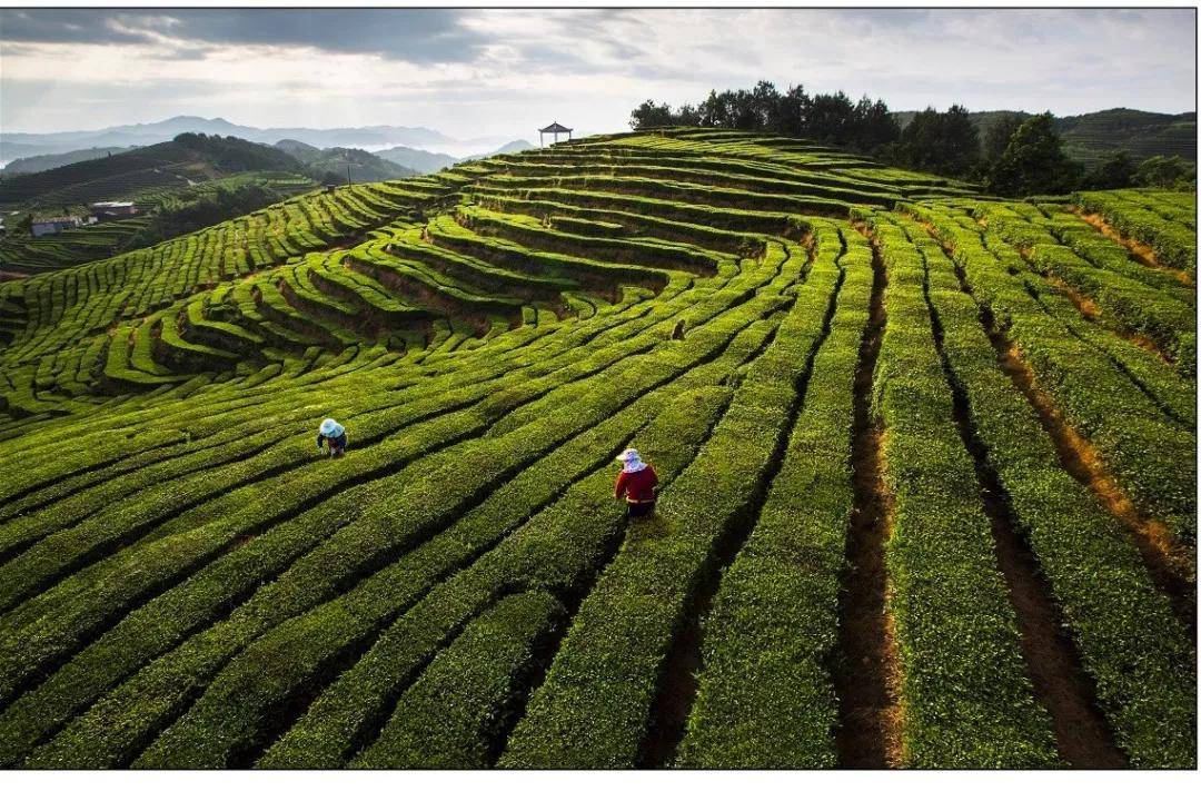 泰顺这里层层梯田,万亩茶园,美呆了