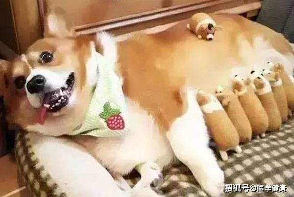 用什么方法不让母狗怀孕 7769e0e8e2164ecf84dfd227033a0e26.jpeg