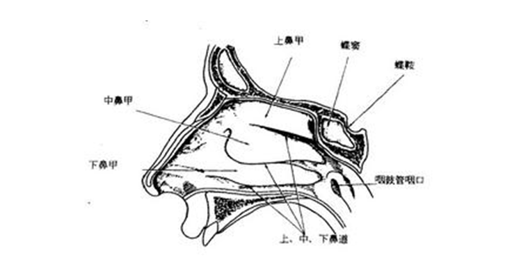 申力医生说健康:为什么鼻窦炎患者确诊后会伴有下鼻甲