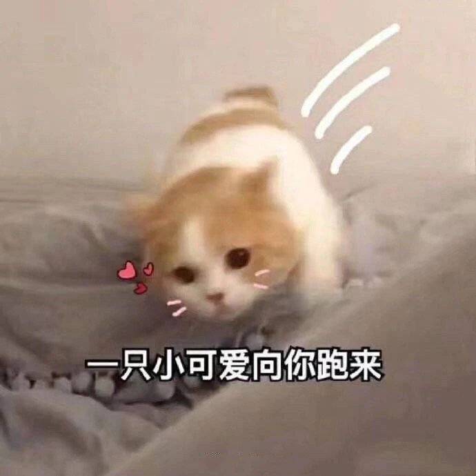 可爱表情包图片:蠢蠢纯纯,萌萌的猫猫狗狗