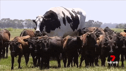 憋笑测试,30幅超搞笑gif图,只要笑出声就要点赞哦