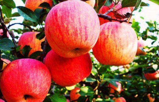 肌肤|美容养颜、延缓衰老，令肌肤保持光泽美丽适合女性吃的食物