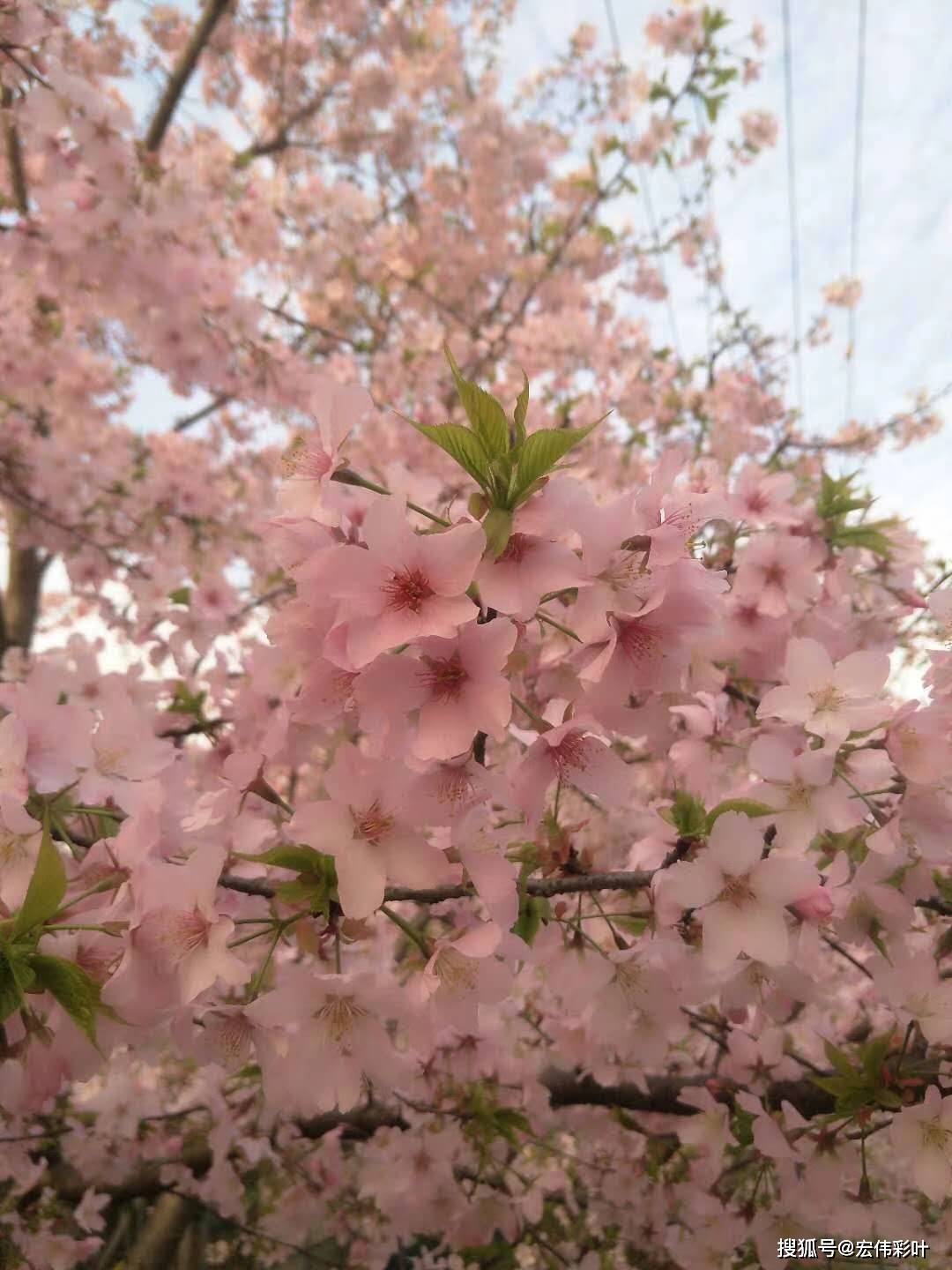 樱花 江西樱花 香水樱花 寒绯樱 染井吉野樱花 各个品种樱花开花图!