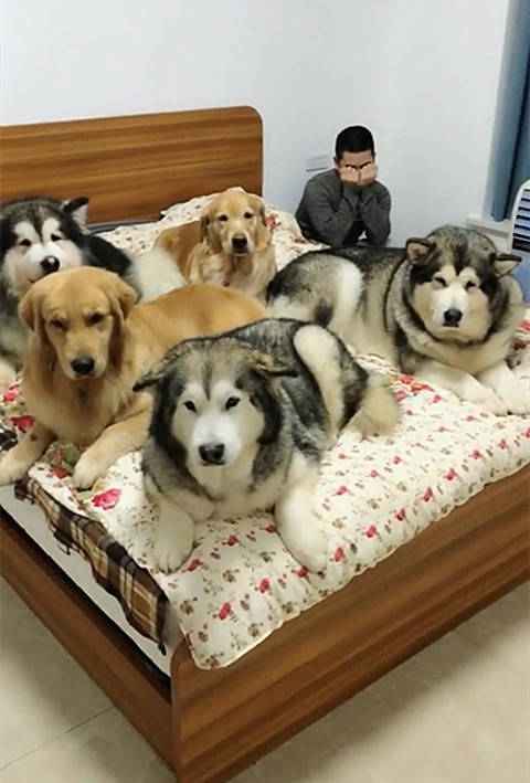 男子家里养了5条大狗 常常因为睡不到床而沮丧 太难了吧 狗狗