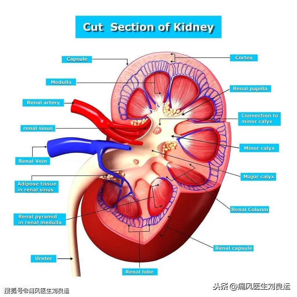 医生告诉您如何降尿酸护肾_肾脏