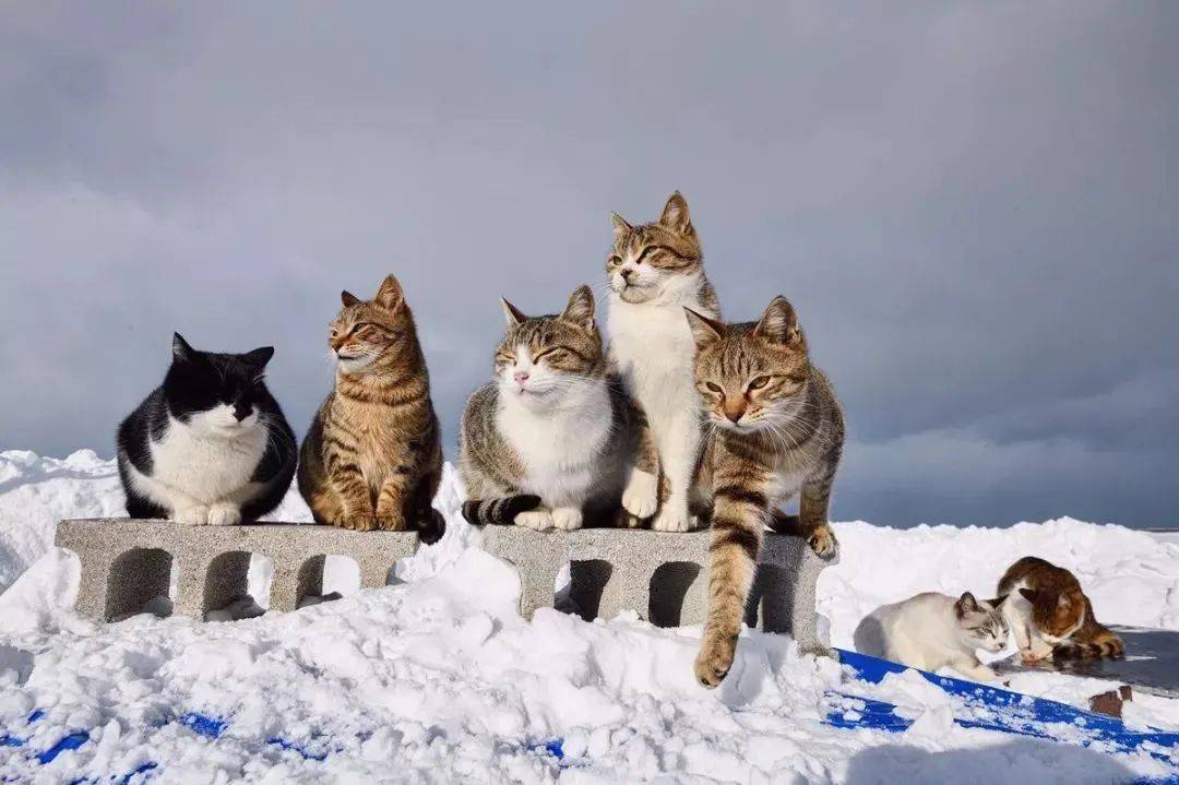 滑雪跑酷相扑北海道的流浪猫们都是这么过冬