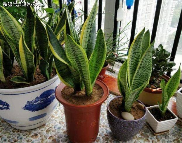 怎么养花才能爆根 0d51aceb8a994d959a92ccb05fcecfd8.jpeg